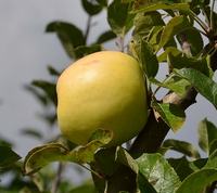 Keswick Codlin æbler